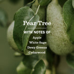 Pear Tree Liquid Hand Soap - Hand Care