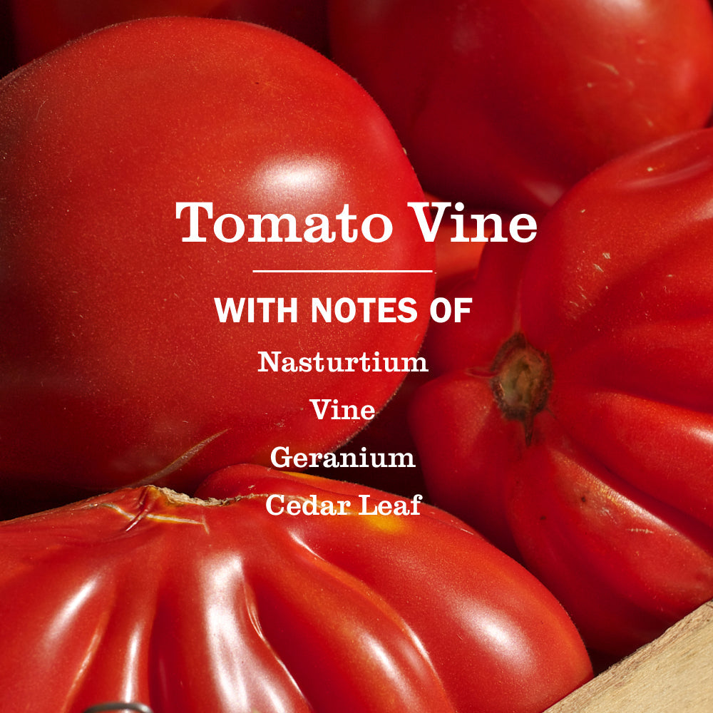 Tomato Vine Multi-Surface Everyday Cleaner - Fresh Cleaning